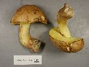 Boletus auripes image