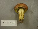 Boletus sensibilis image