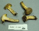 Boletus tenax image