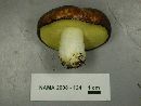 Suillus brevipes image