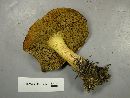 Suillus tomentosus image