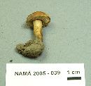 Gyroporus castaneus image