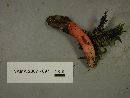 Mutinus elegans image