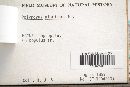 Phellinus igniarius image