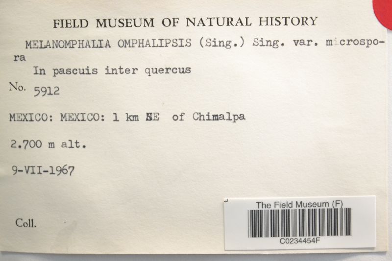 Melanomphalia omphaliopsis image