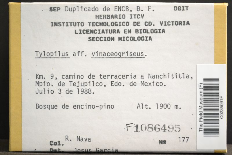 Tylopilus vinaceogriseus image