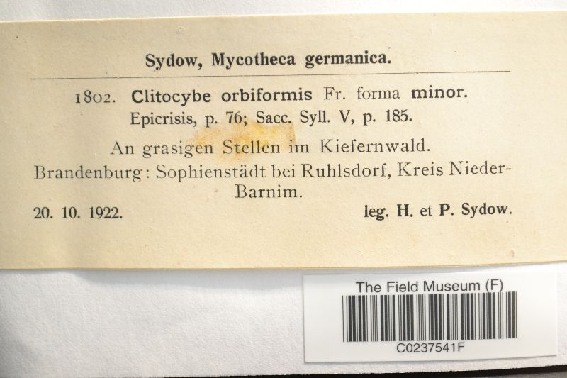 Clitocybe orbiformis image