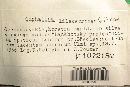 Media resource of Omphalina lilaceorosea