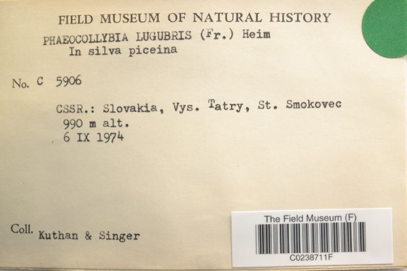 Phaeocollybia lugubris image