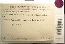 Media resource of Pulveroboletus xylophilus