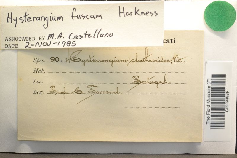 Hysterangium fuscum image