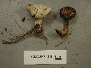 Hypomyces completus image
