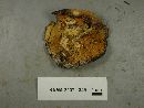 Hypomyces aurantius image