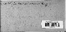 Diatrype disciformis image