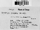 Diatrype stigma image