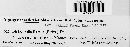 Diatrype disciformis image