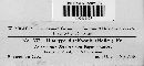 Diatrype disciformis image