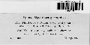 Mycosphaerella podagrariae image