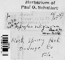 Hypoxylon rubiginosum image