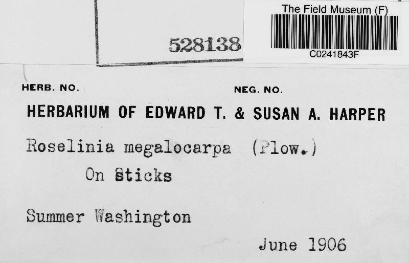 Rosellinia megalocarpa image