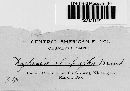 Thumbnail image of current specimen