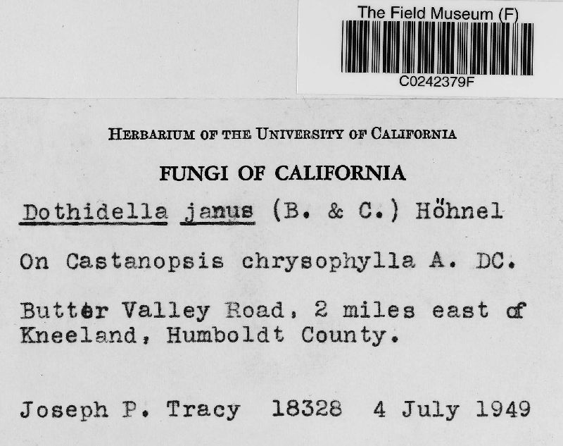 Dothidella janus image