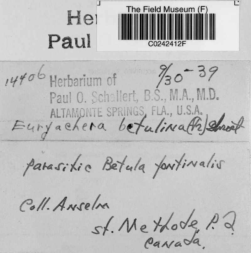 Atopospora betulina image