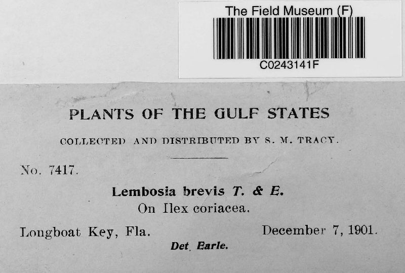 Lembosia brevis image