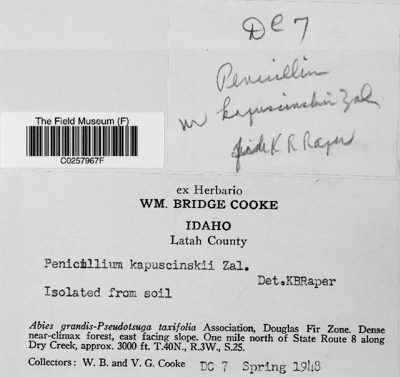 Penicillium kapuscinskii image