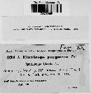 Claviceps purpurea image
