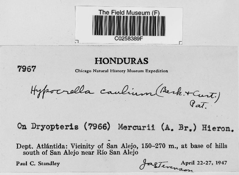 Hypocrella caulium image