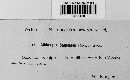 Gibberella zeae image