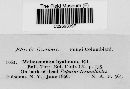 Discosporium hyalinum image