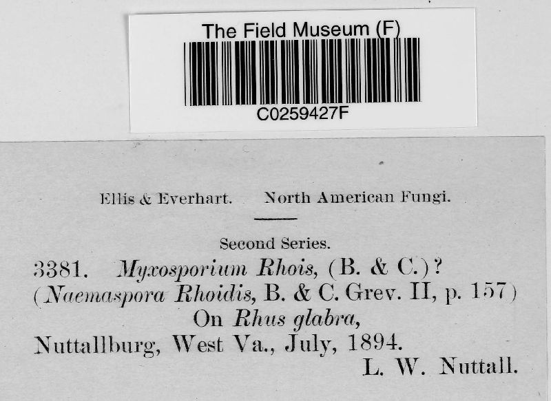 Myxosporium rhois image