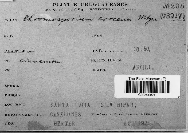 Chromosporium croceum image