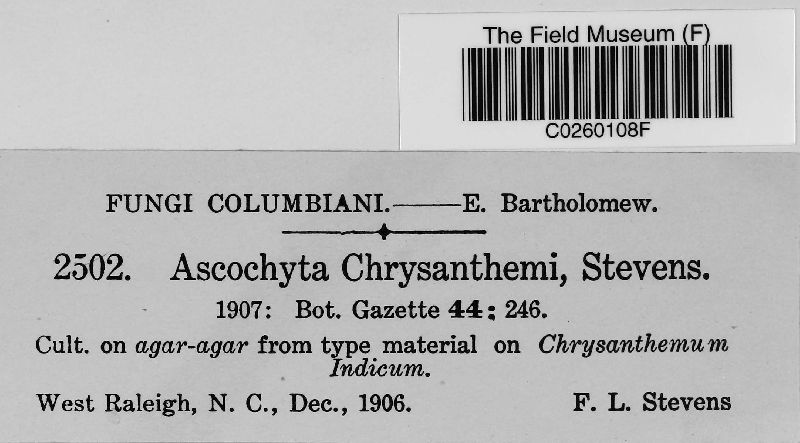 Mycosphaerella chrysanthemi image