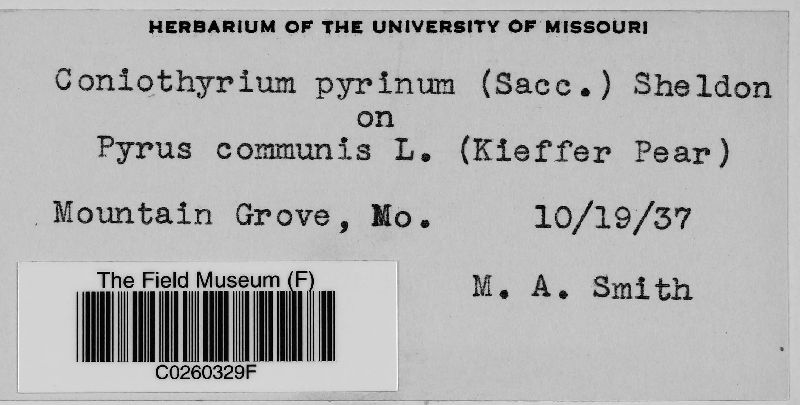 Coniothyrium pyrinum image