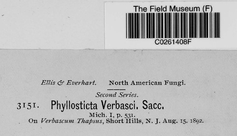 Phyllosticta verbasci image