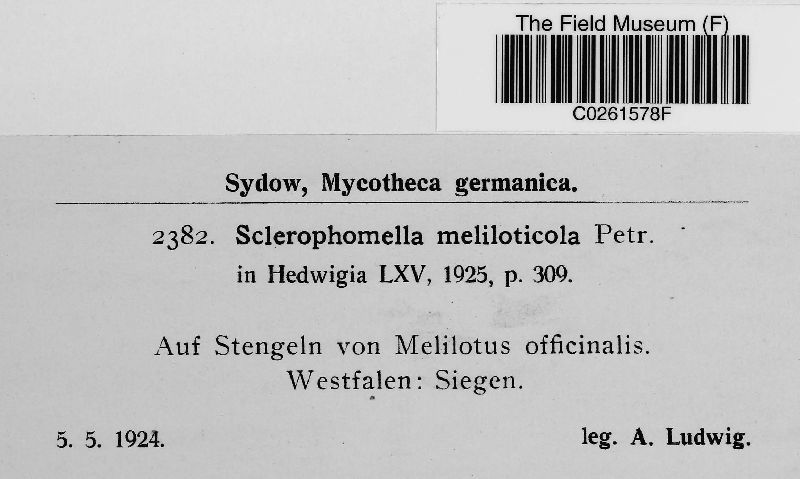 Sclerophomella meliloticola image