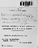 Septoria saccharina image