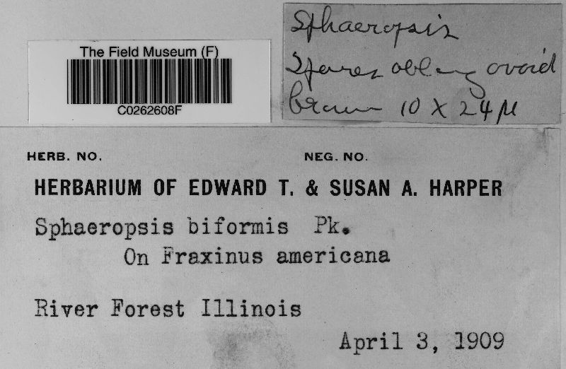 Sphaeropsis biformis image