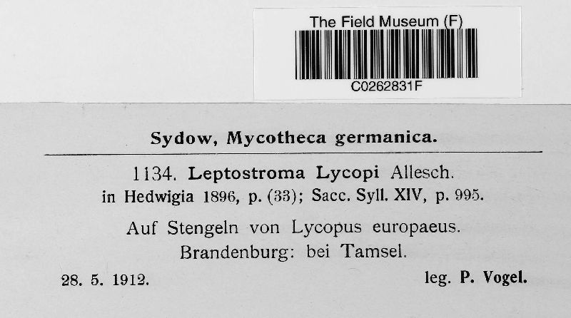 Leptostroma lycopi image