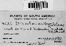 Media resource of Pycnostemma disciforme