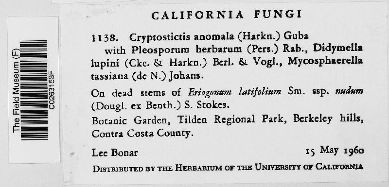 Seimatosporium anomalum image