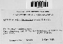 Thumbnail image of current specimen