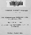 Epicoccum vulgare image