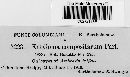 Entyloma compositarum image