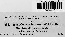 Sphacelotheca ischaemi image