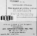 Sphacelotheca ischaemi image