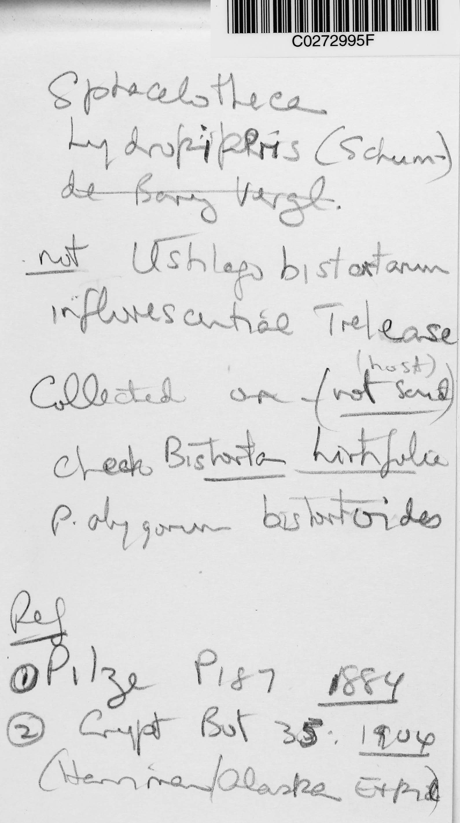 Microbotryum bistortarum image